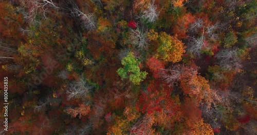 Directly above zoom out drone footage of trees in dense forest during autumn at Red River Gorge in Kentucky during daytime