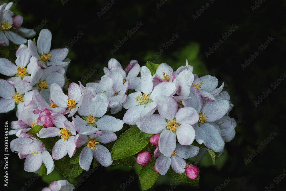 Apfelbaum in Blüte Detailansicht Apfelbaum in Blüte Detailansicht