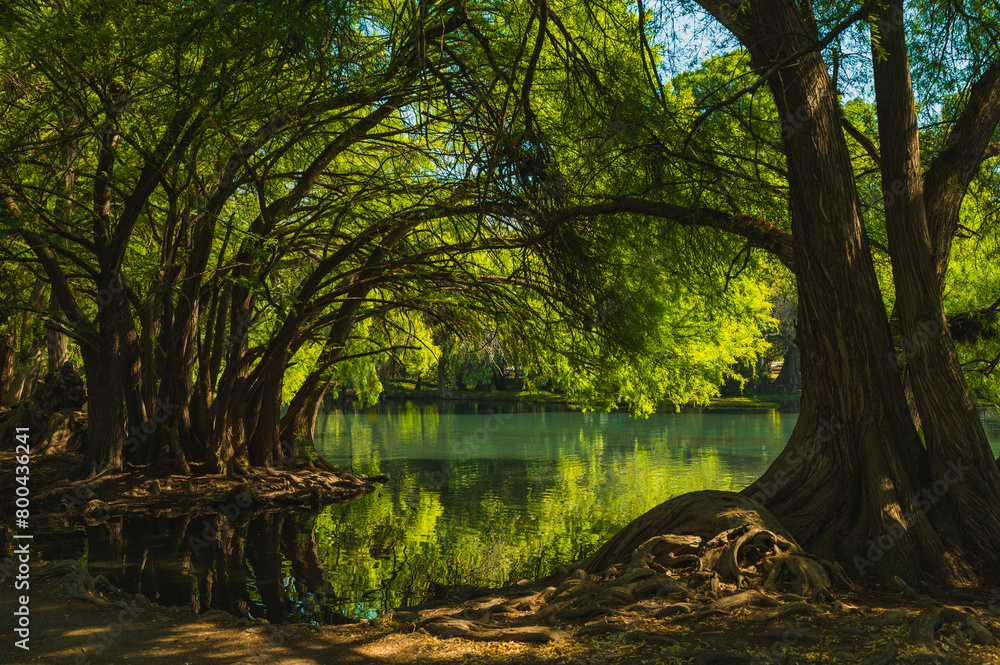 Beautiful lake of Camecuaro Michoacán, Mexico, with its amazing turquoise waters, where the roots of the ahuehuete trees reach the lagoon, and the sun's rays pass through the branches of the trees.