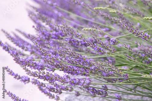 Purple lavender flowers. Flower in the field. Nature background. Grow a fragrant plant in the garden. Summer flower honey plant.