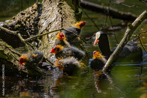 Black Coot chicks asking for food from their mother photo