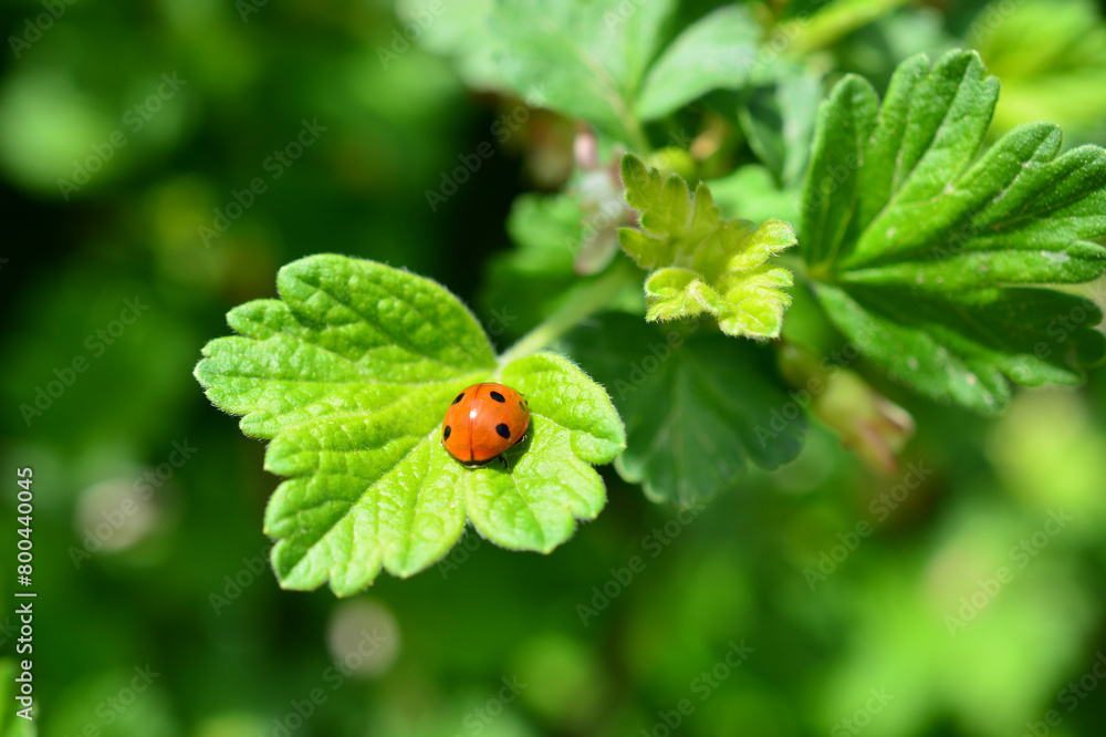 a ladybird is on a green leaf isolated copy space a ladybird is on a green leaf isolated copy space