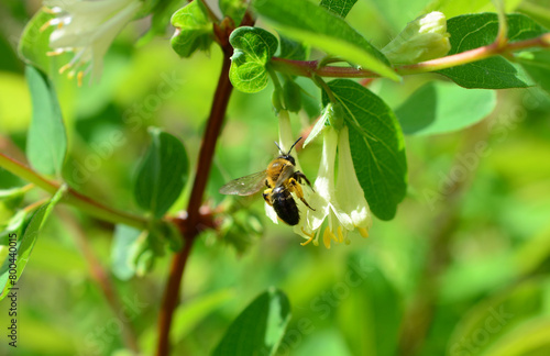 a bee is flying through a green leafy plant close up  