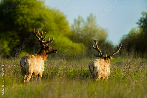 Tule elk in brush photo