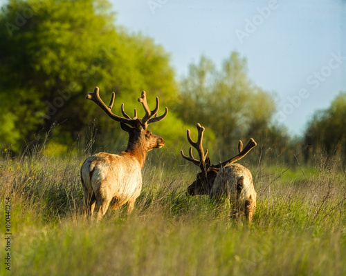 Tule elk in grass