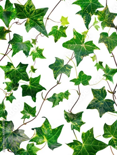 ivy leafs branch realistic image on a white background