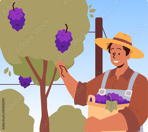 Farmer or gardener with basket collects ripe grapes vector flat illustration, cartoon harvesting of wine grapes vineyard