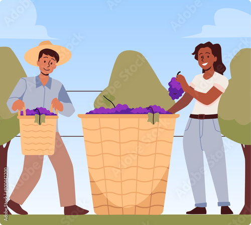Harvest scene in a vineyard. Workers harvest grapes.
