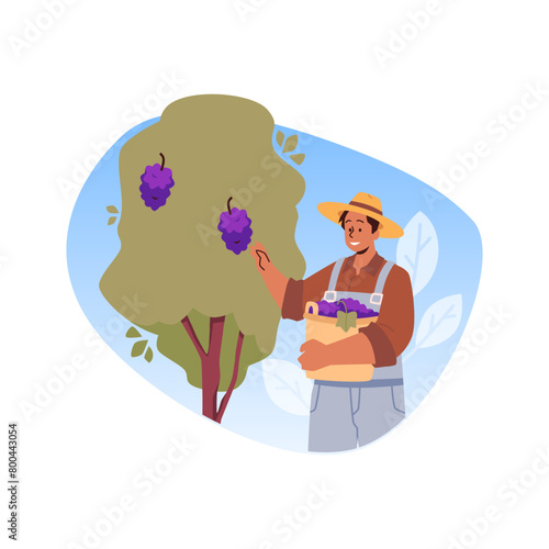 Farmer harvesting grapes vineyard vector illustration