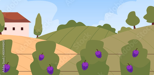 Rural vineyard landscape vector illustration