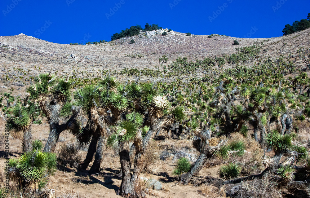 Joshua tree, palm tree yucca (Yucca brevifolia), thickets of yucca and other drought-resistant plants on the slopes of the Sierra Nevada mountains, California, USA