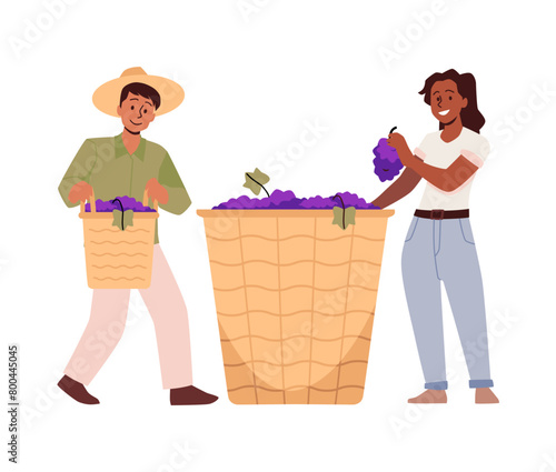 Characters collecting grapes in baskets on an isolated background.