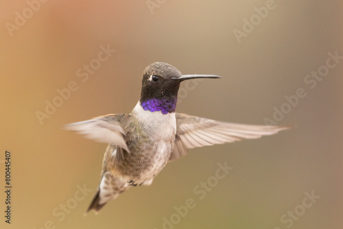 An adult male Black-chinned hummingbird hovers almost facing the camera while the soft light shows the purple iridescence of his gorget feathers.