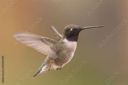 An adult male Black-chinned hummingbird hovers in the air in soft light with a few of his gorget feathers gleaming an iridescent purple color. 