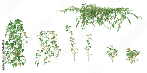 3D illustration of hanging plants on transparent backgroundor,for illustration