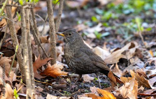 A blackbird (Turdus merula) standing in a pile of colorful autumn leaves. In the photo, the blackbird is standing alert with its head held high and its gaze fixed on something out of the frame.