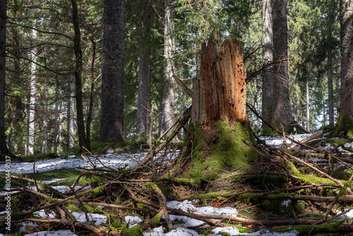 Totholz, ein wichtiger Beitrag zur Artenvielfalt photo