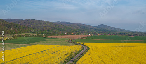 Panorama of a field of blooming yellow rapeseed against the background of the Sudetes Mountains.