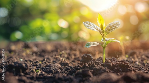 A close-up of a small plant growing out of the soil with the sun shining down on it.