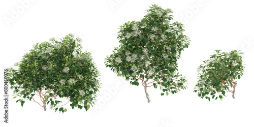 climber plants  creeper plants  3D rendering with transparent background  for illustration  digital composition