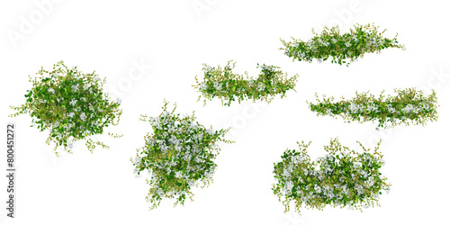 creeper plants with transparent background, 3d rendering from top view