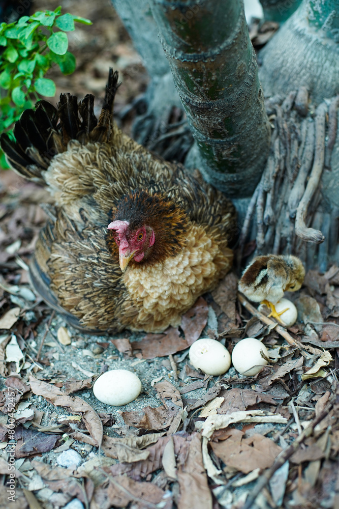 Domestic brown mother hen hatch eggs with her own small chick in on the field nature bushes background.Vertical.