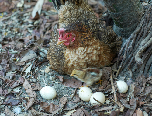 Domestic brown mother hen hatch eggs with her own small chick in nature. © surasak