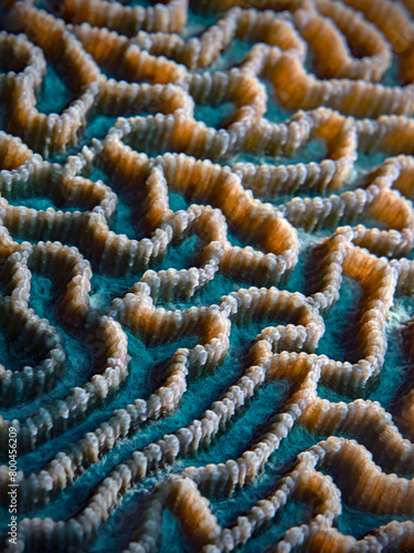 Brain Coral, Faltenkoralle (Symphyllia sp)