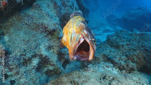 grouper fish cought by old fishing line photo