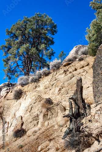 Conifers and other drought-resistant plants grow on the clay and stone rocks of the mountain at the pass in the Sierra Nevada Mountains, California, USA