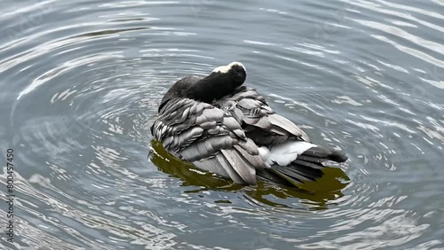 Barnacle Goose (Branta leucopsis) cleaning its feathers in a lake. April, London, UK. [Slow motion x5] photo