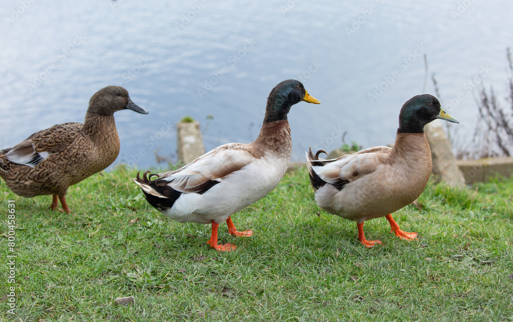 Hybrid ducks known as manky mallards. Hybrid ducks known as manky mallards.