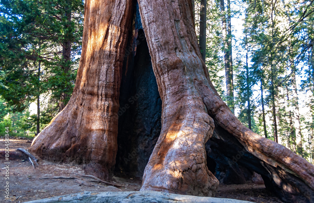 Giant Sequoia trees (Sequoiadendron giganteum) in Sequoia National Park, California, USA Giant Sequoia trees (Sequoiadendron giganteum) in Sequoia National Park, California, USA