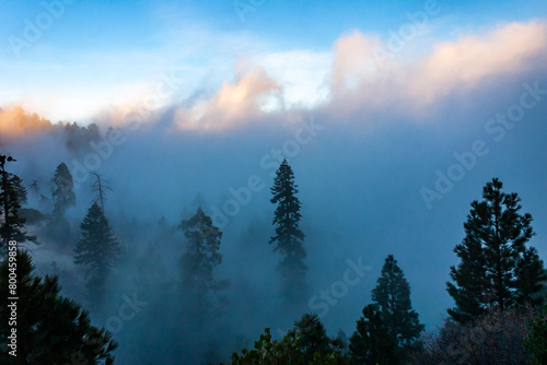 Mountain pass - view from the top of the mountain, coniferous trees in clouds on the slopes of the Sierra Nevada mountains, California, USA