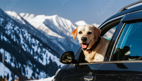 Labrador(dog) looking from a black car window on a mountain trail photo