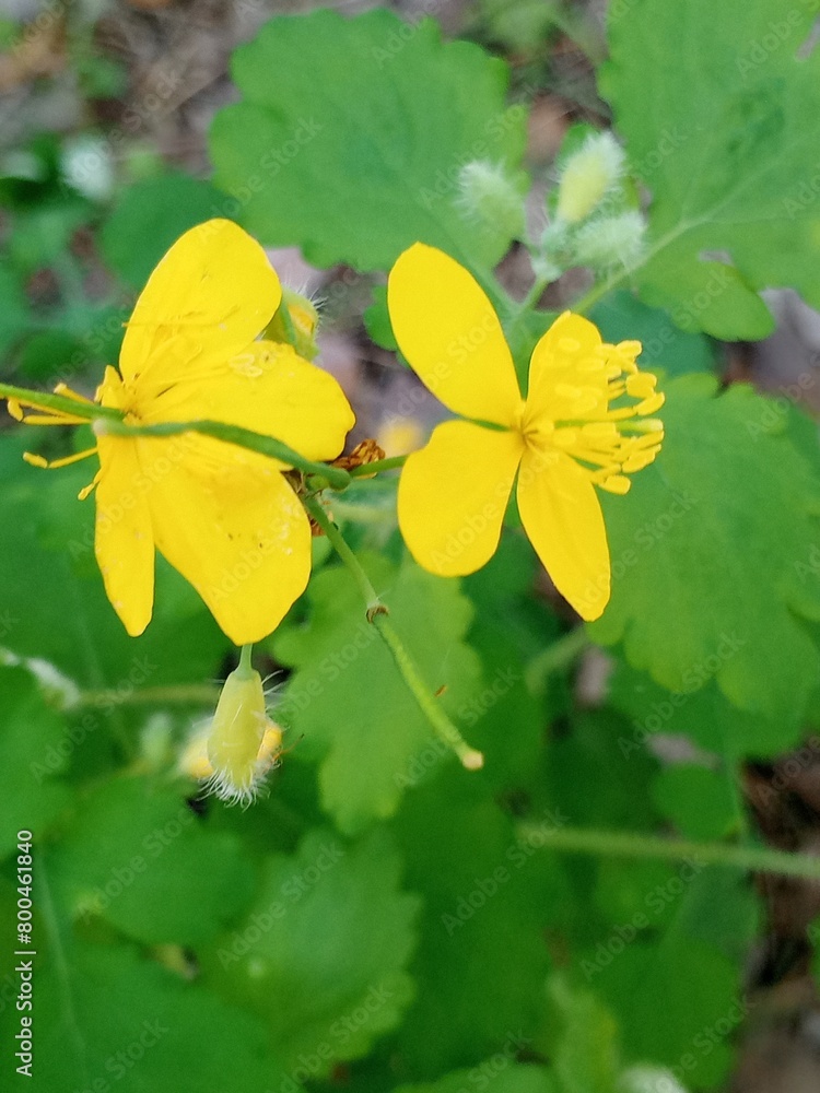 Obraz premium yellow maple leaves