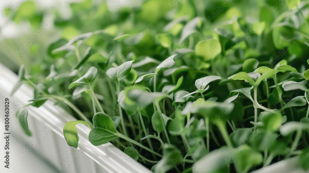 Obraz premium arugula microgreens growing in a square tray