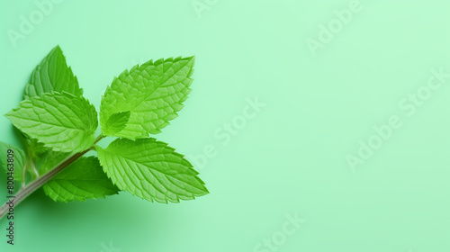 green mint leaves background with space for design