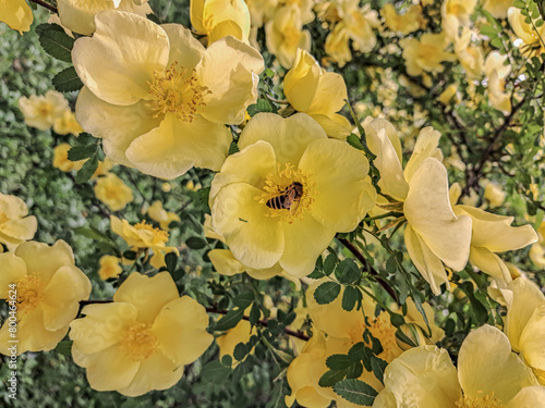 A bee collects pollen from a yellow Japanese rose flower in a blooming garden.