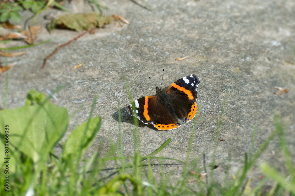 Red admiral butterfly (Vanessa Atalanta) sitting on stone path in Zurich, Switzerland Red admiral butterfly (Vanessa Atalanta) sitting on stone path in Zurich, Switzerland