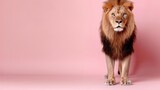   A lion, positioned on hind legs, faces a pink backdrop with its head aligned above