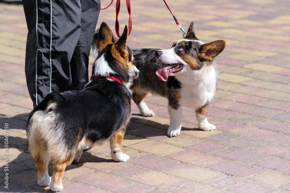 Young Pembroke Welsh Corgi dogs walk in a city park on a sunny day. Cheerful fussy puppies. Raising puppies, cynology, training Young Pembroke Welsh Corgi dogs walk in a city park on a sunny day. Cheerful fussy puppies. Raising puppies, cynology, training