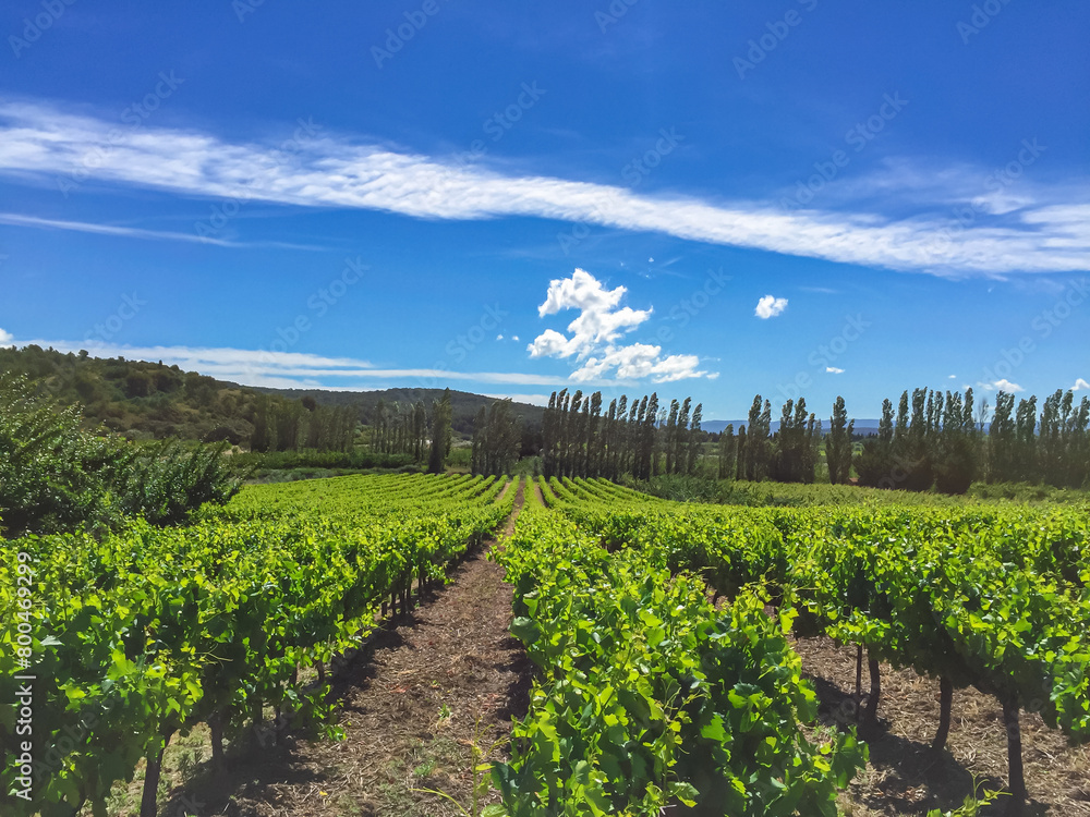 Scenic view of stunning vineyard on Plateau de Valensole, Provence, Provence-Alpes-Cote d'Azur, France, Europe. Rows of grape vines. Summertime on french countryside. French wine region