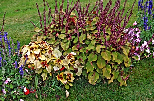 Background of autumn. A bright summer day in a garden features vibrant foliage of a climbing plant, such as a magenta pink hydrangea macrophylla or hortensia shrub, in full bloom in a flower container