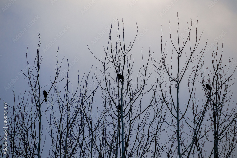 silhouette of birds in the tree
silhouette of birds in the tree