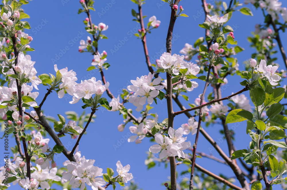 apple tree branches with white flowers and green leaves on a blue sky background apple tree branches with white flowers and green leaves on a blue sky background