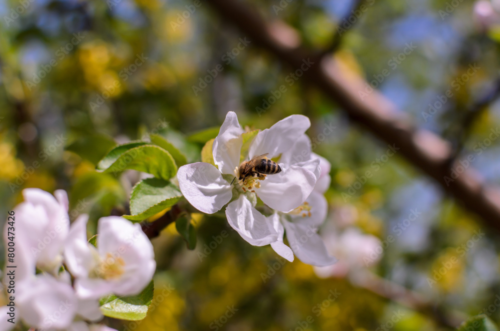 Obraz premium a bee on a white apple blossom
