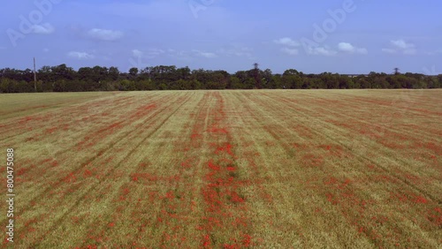 Drone flight over a field of growing wheat and blooming poppies