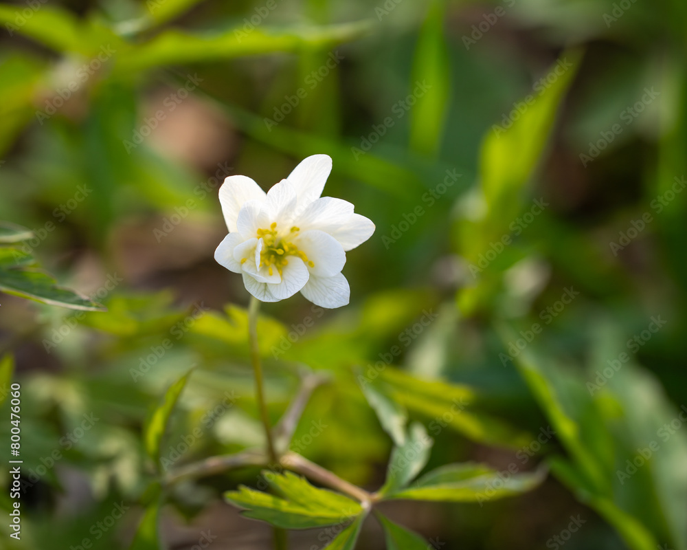 Close up photo of wood anemone (anemone nemorosa) flower in a forest. Bokeh background. Close up photo of wood anemone (anemone nemorosa) flower in a forest. Bokeh background.