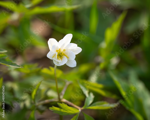 Close up photo of wood anemone (anemone nemorosa) flower in a forest. Bokeh background. 